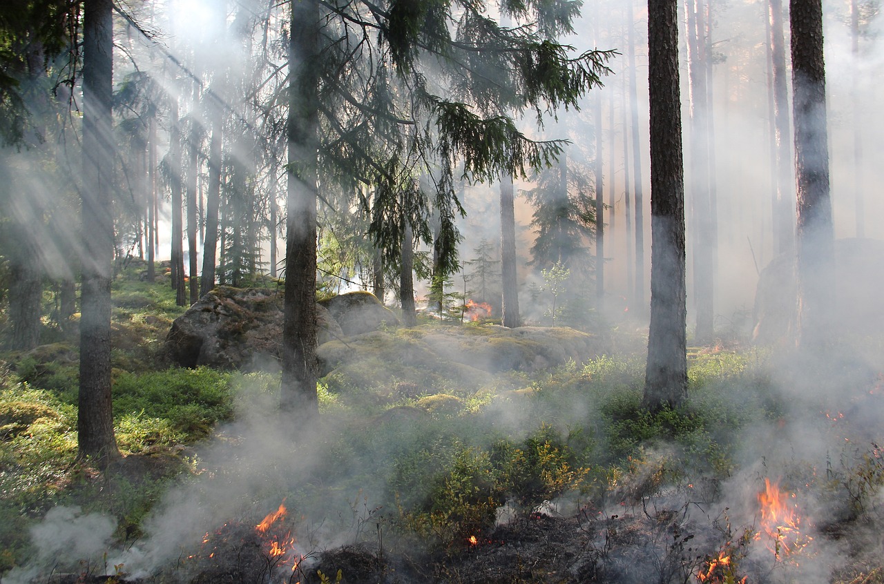 Άγριες Φλόγες προς το Δάσος Δαδιάς: Κίνδυνος για την Αλεξανδρούπολη